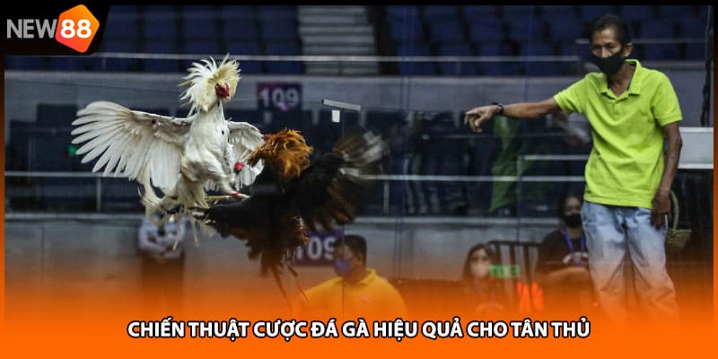 Chiến thuật cược đá gà hiệu quả cho tân thủ