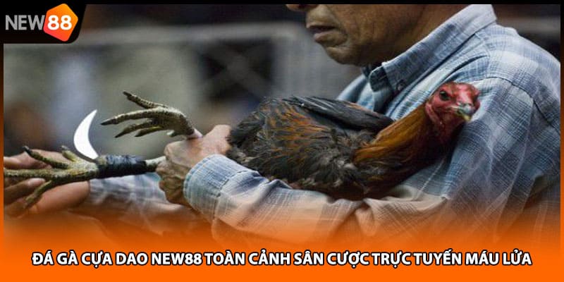 Đá Gà Cựa Dao NEW88 Toàn Cảnh Sân Cược Trực Tuyến Máu Lửa