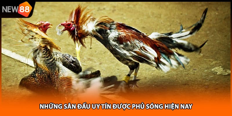 Những sân đấu uy tín được phủ sóng hiện nay