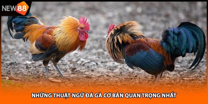 Những thuật ngữ đá gà cơ bản quan trọng nhất