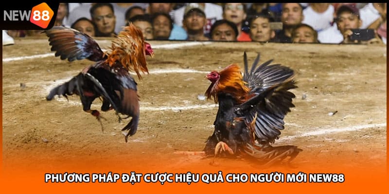 Phương pháp đặt cược hiệu quả cho người mới NEW88