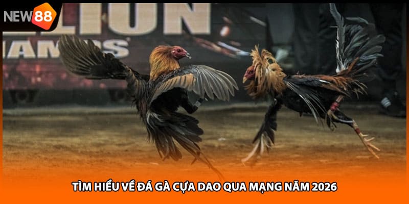 Tìm hiểu về đá gà cựa dao qua mạng năm 2026